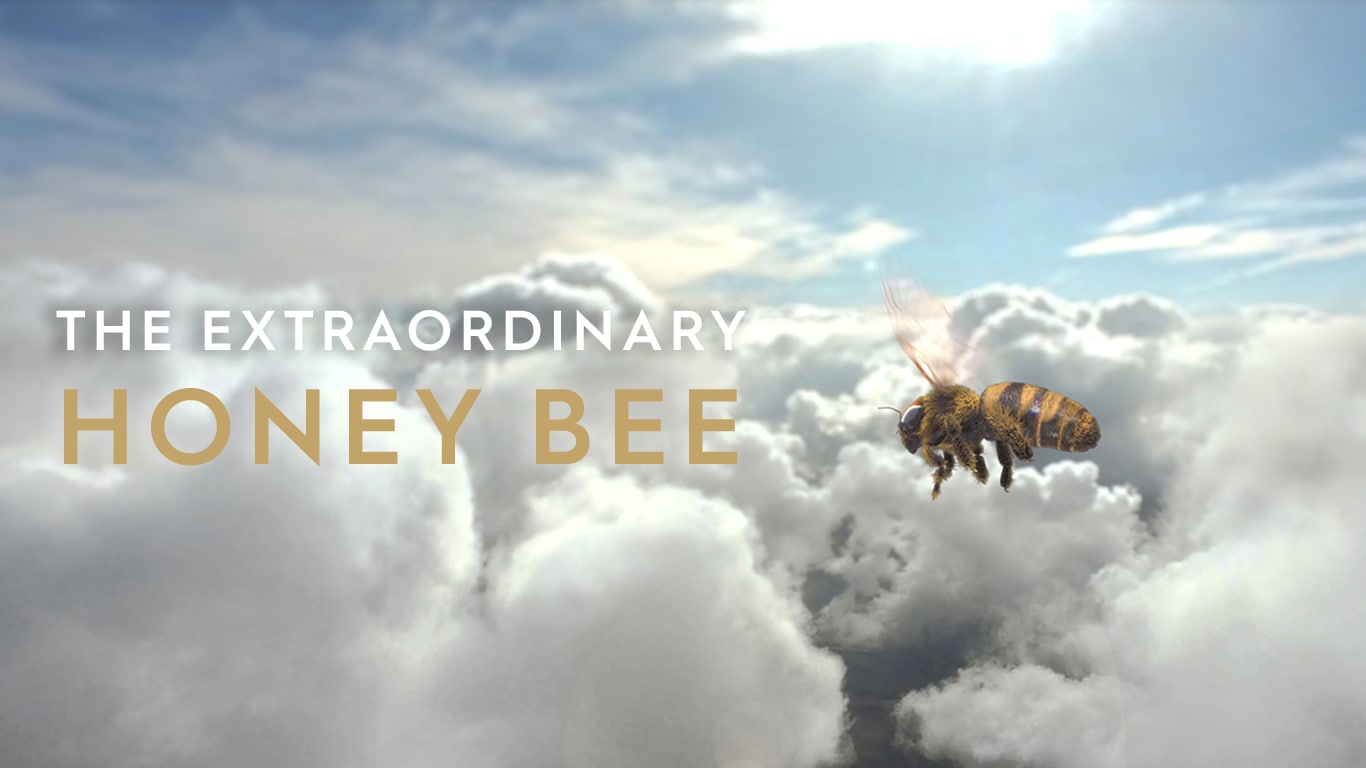 The Extraordinary Honey Bee